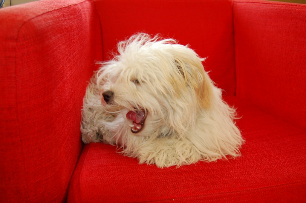 Jamie Office Red Chair (6)