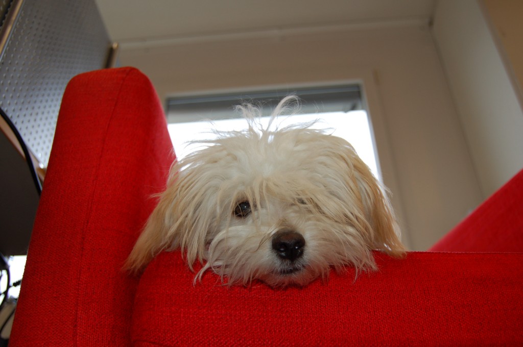 Jamie Office Red Chair (7)