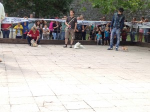 IMG_4668